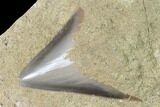 Serrated, Fossil Megalodon Tooth Still In Limestone - Indonesia #148975-1